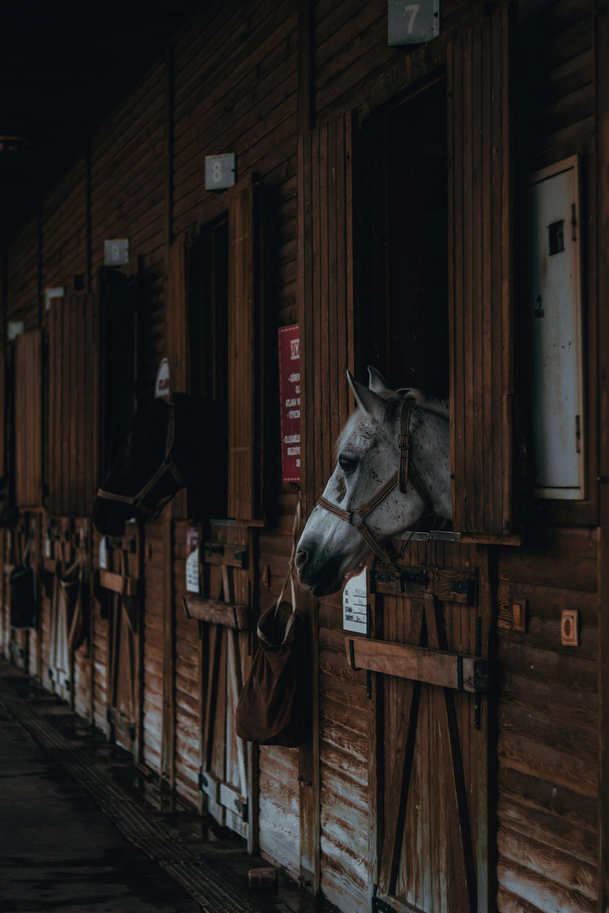 Horses looking out of wooden stalls inside a post-frame horse barn — one of the most popular uses for pole barn construction.